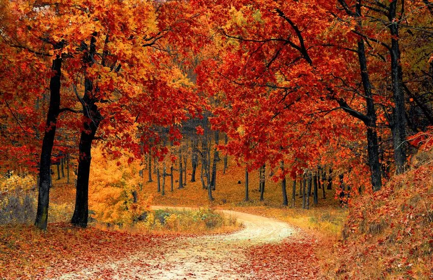 paisaje de otoño en el Pirineo