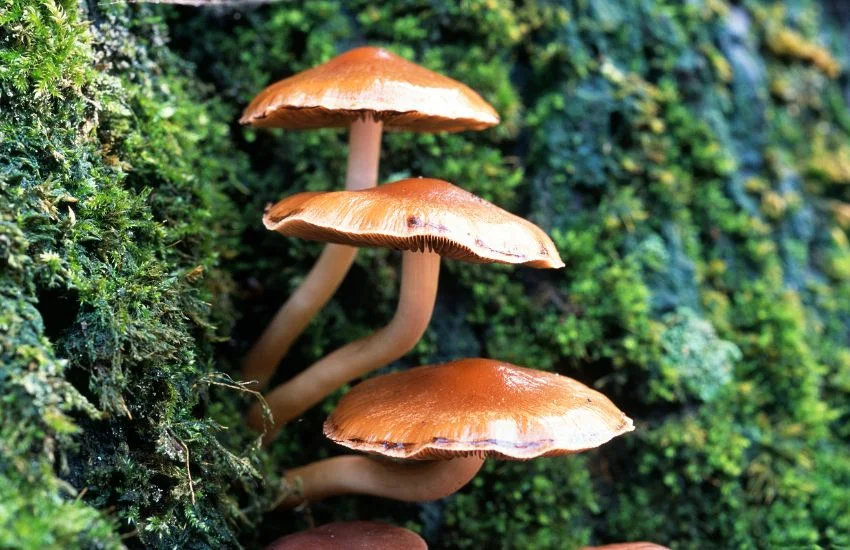 Setas silvestres creciendo en un bosque del Valle de Tena durante el otoño